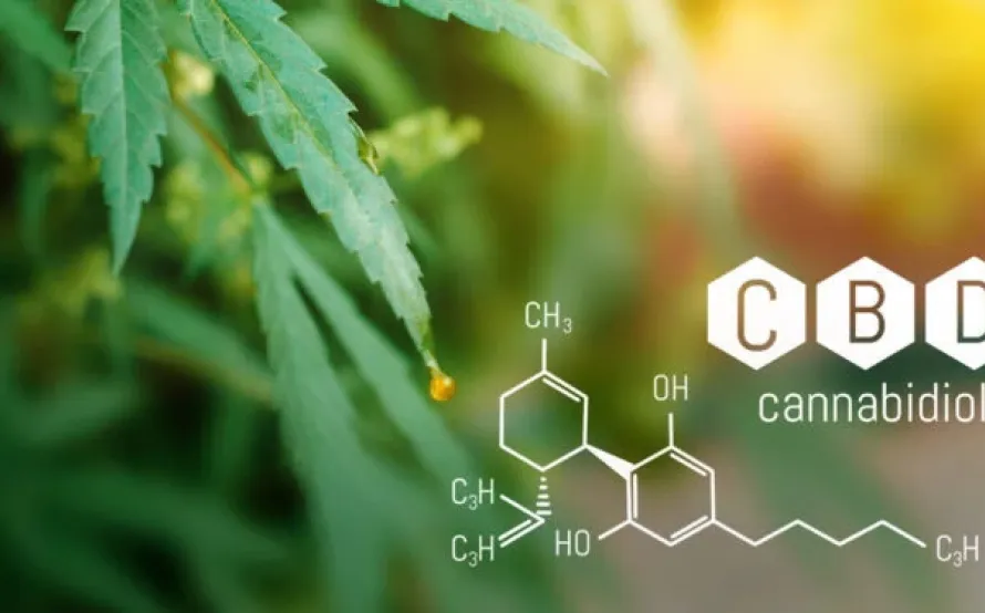 Kenevir Bitki ve cannabydiol kimyasal yapı formülü