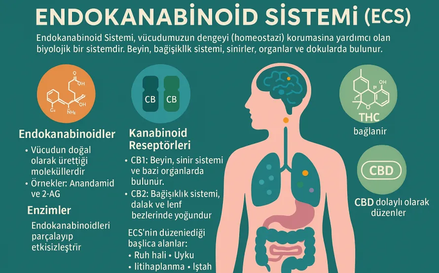 Endokanabinoid Sistemi’ni (ECS) & vücudun doğal denge (homeostazi) sistemi