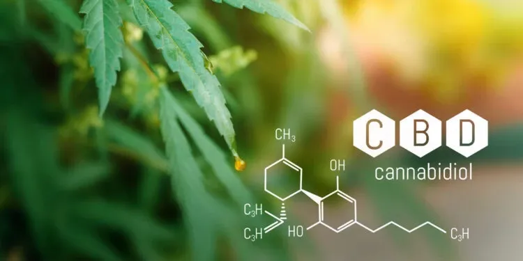 Kenevir Bitki ve cannabydiol kimyasal yapı formülü